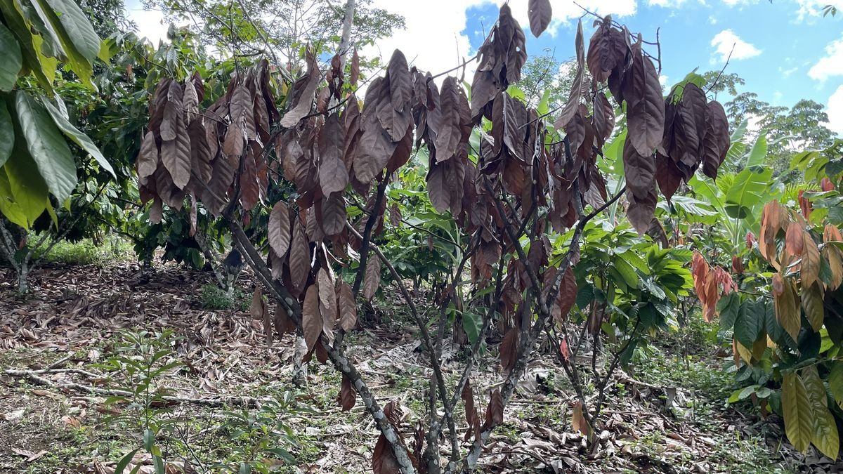 Tronco de cacaueiro com sintomas de mal-do-facão