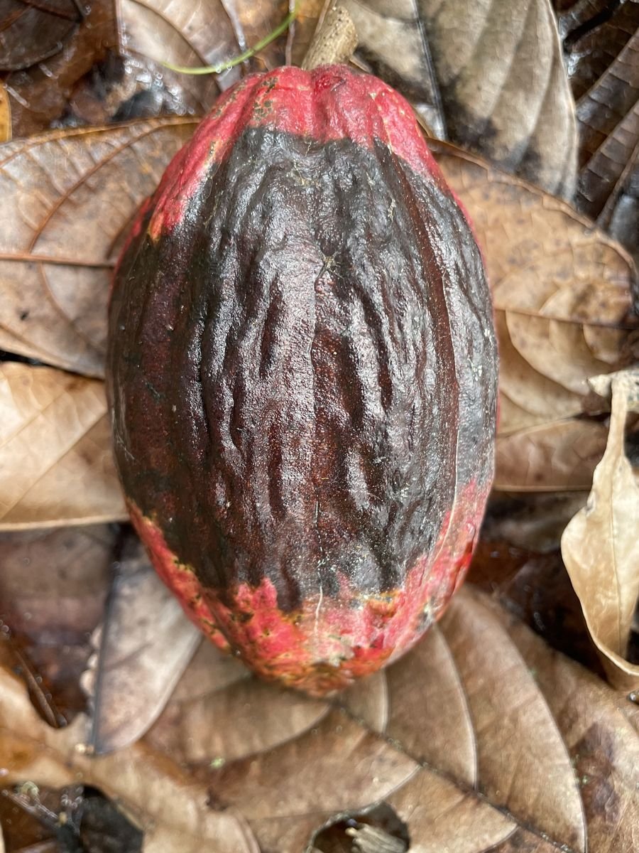 Fruto de cacau com lesões escuras de podridão-parda