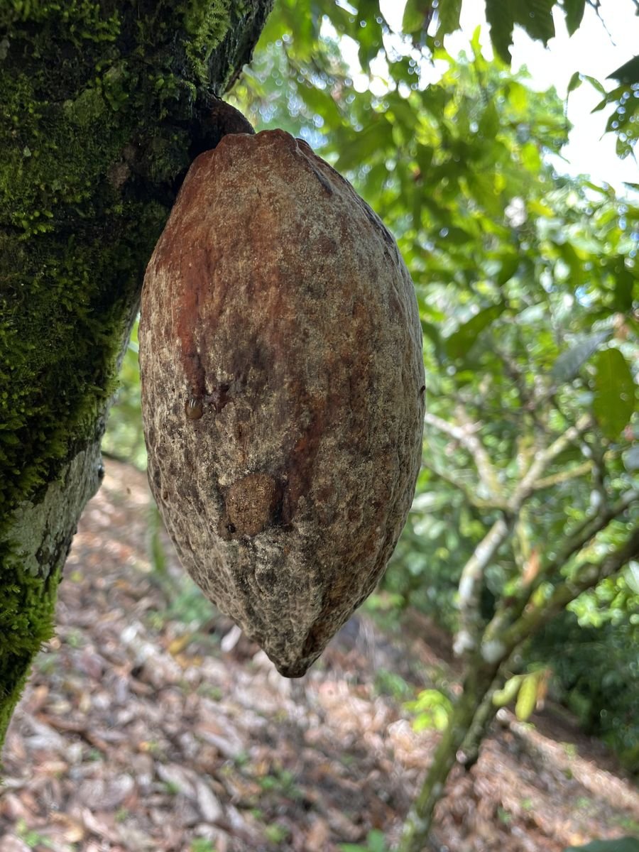 Fruto de cacau com sintomas de podridão-parda