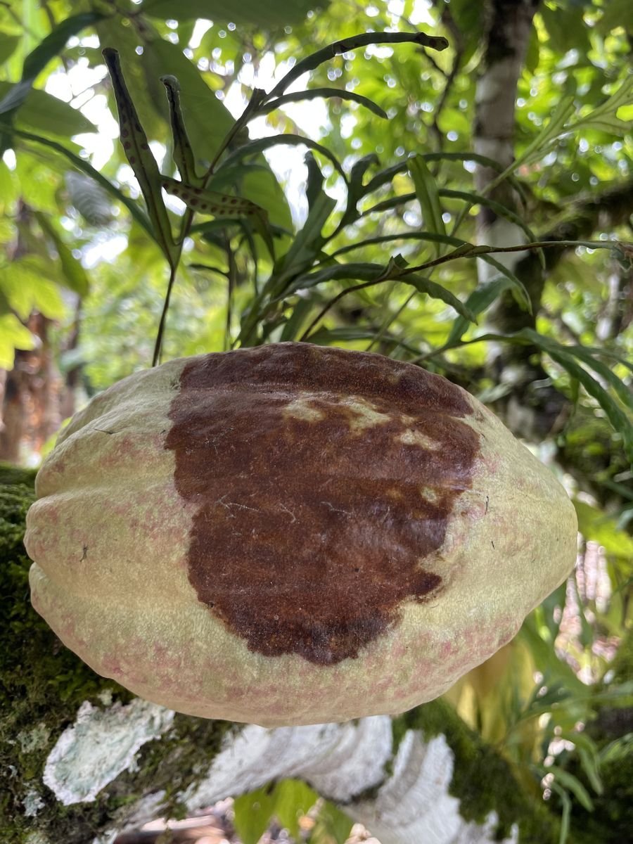 Fruto de cacau com sintomas de podridão-parda