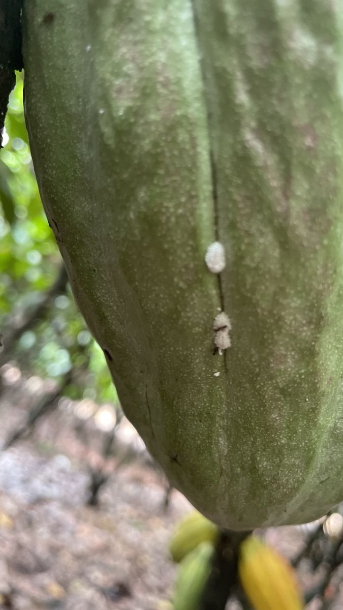 Colônia de cochonilha-farinhenta em planta de cacau
